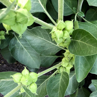 Ashwagandha Flower seeds for Planting Wildflower Mix Heirloom & GMO Free Seeds for Home Garden