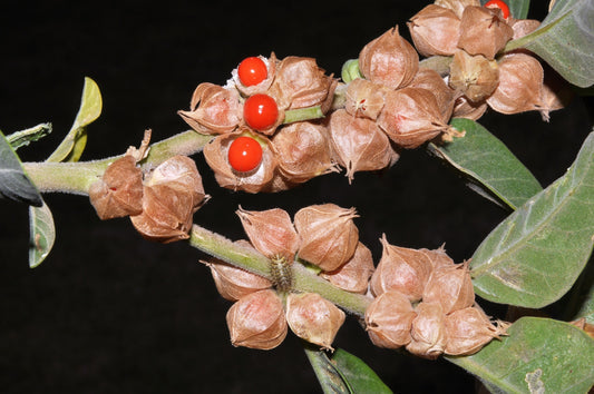 Ashwagandha Seeds – Indian Ginseng Withania somnifera Non-GMO Variety