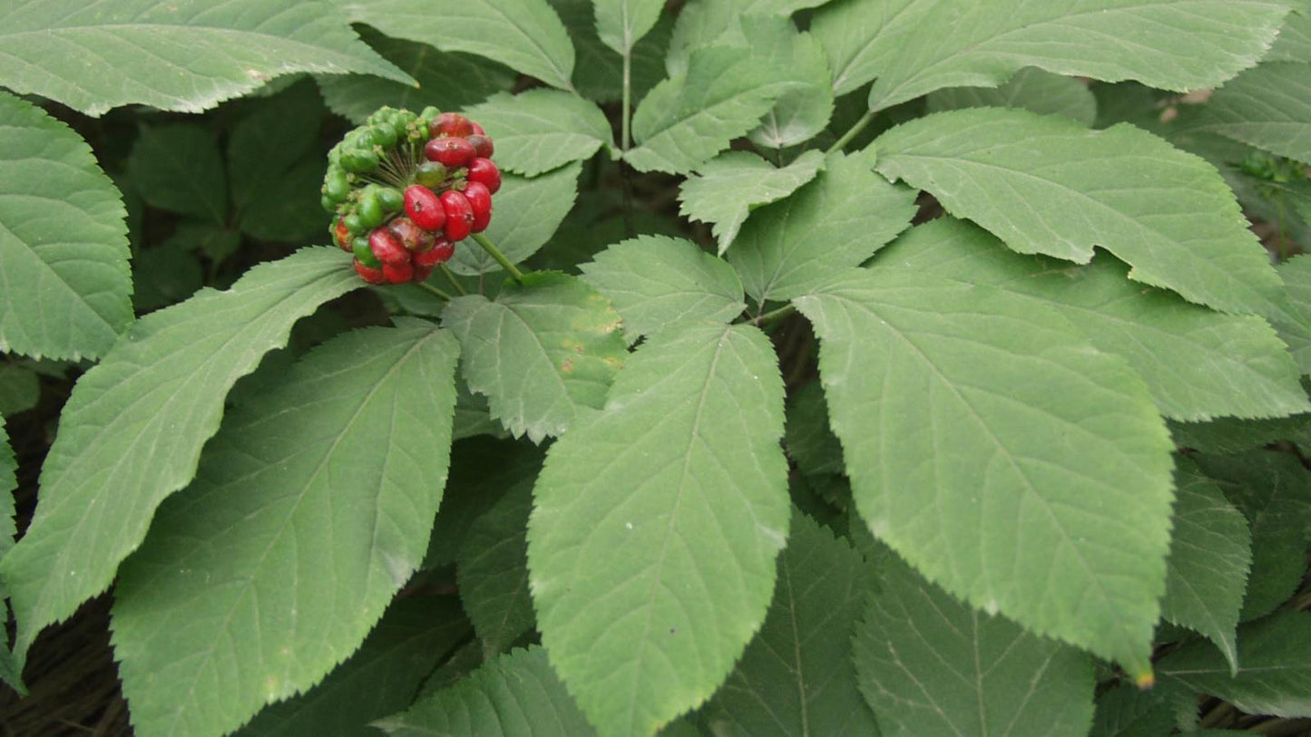 Asian Ginseng seeds for planting in shaded areas