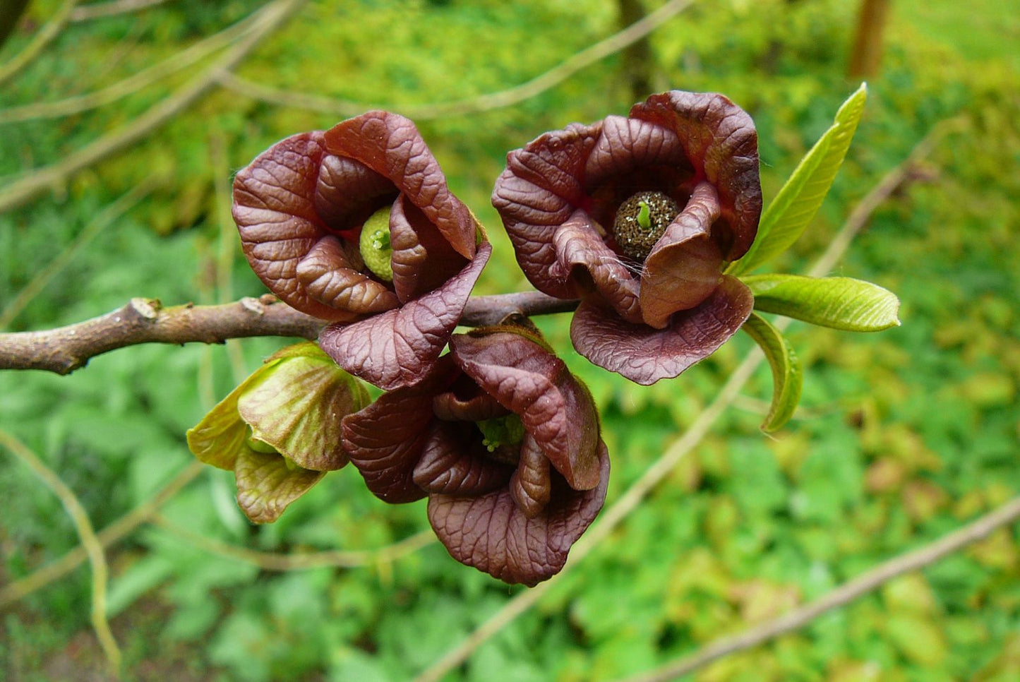 Green Asminia Triloba Flower seeds for Planting - Seasonal Bloomer, Heirloom & GMO Free Seeds for Home Garden