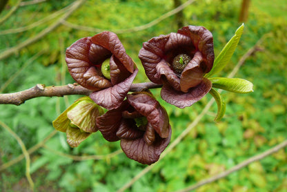 Green Asminia Triloba Flower seeds for Planting - Seasonal Bloomer, Heirloom & GMO Free Seeds for Home Garden