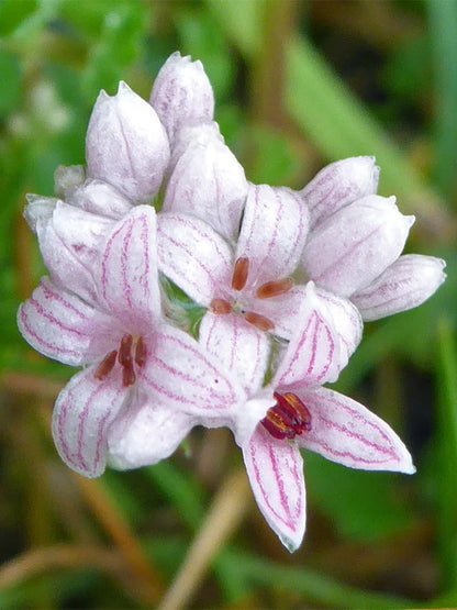 Pink Woodruff Flower seeds for Planting Compact Growth Heirloom & GMO Free Seeds for Home Garden