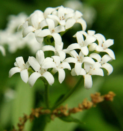 Asperula Flowers in Garden Borders