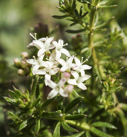 Asperula Flower seeds for Planting, Easy to Grow Heirloom & GMO Free Seeds for Home Garden   Sale