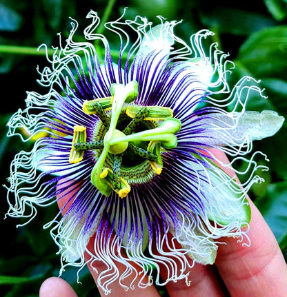 Assiflora Flower Seeds in Mixed Colors for Vibrant Gardens