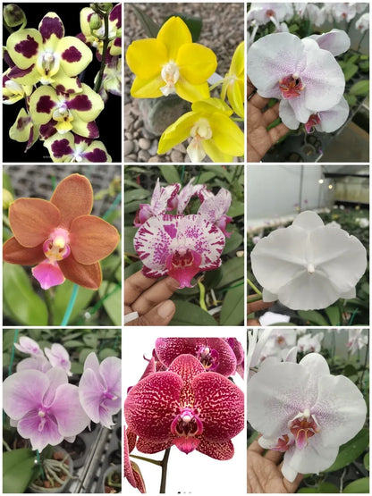 Mixed Phalaenopsis Orchid Flower seeds for Planting Shade Tolerant Heirloom & GMO Free Seeds for Home Garden