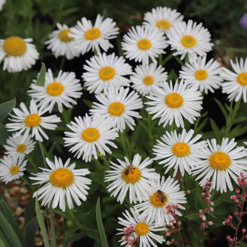 Aster Flower Flower seeds for Planting Vibrant Colors Heirloom & GMO Free Seeds for Home Garden