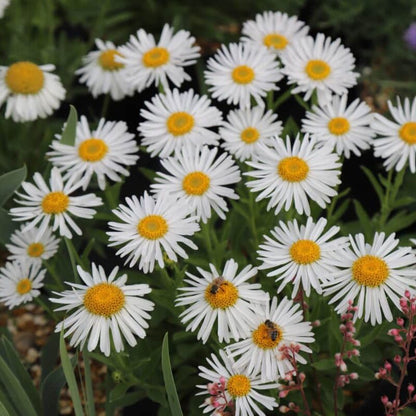 Aster Flower Flower seeds for Planting Vibrant Colors Heirloom & GMO Free Seeds for Home Garden