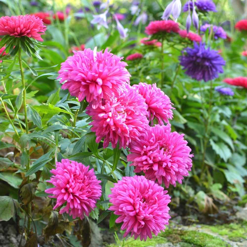 Aster Flower Seeds for Planting
