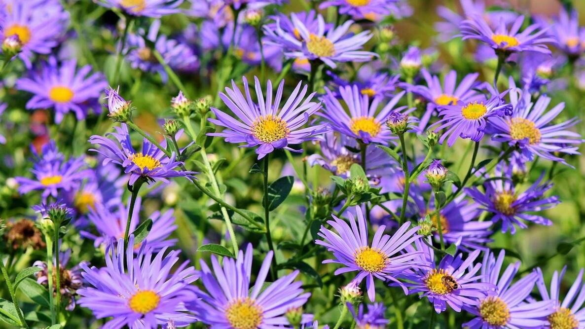 Aromatic Aster Flower seeds for Planting Colorful Display Heirloom & GMO Free Seeds for Home Garden