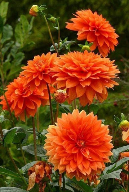 Orange China Aster planted along garden border