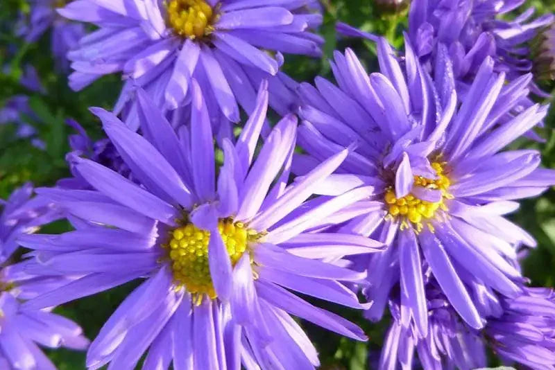 Aster Novi-Belgii Flower Seeds for Planting
