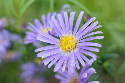 Aromatic Aster Flower seeds for Planting Colorful Display Heirloom & GMO Free Seeds for Home Garden