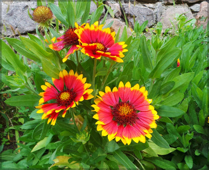 Gaillardia Flower seeds for Planting Vibrant Colors Heirloom & GMO Free Seeds for Home Garden