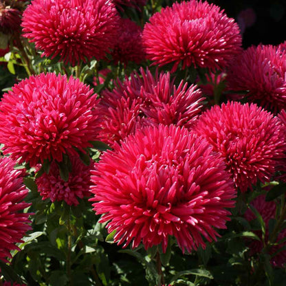 Aster (Aster Flower) seeds for planting in home garden