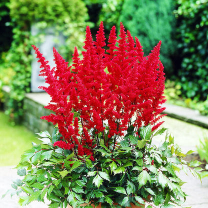 Astilbe Flower Seeds for Shaded Garden Planting