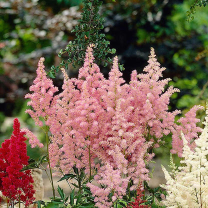 Light Green Astilbe planted along garden border