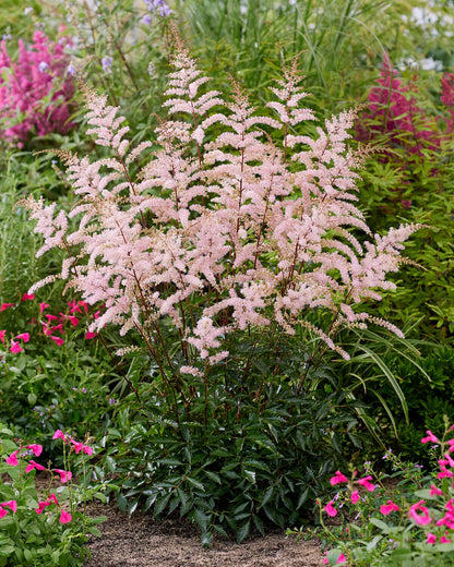 Astilbe Flower seeds for Planting Hardy Variety Heirloom & GMO Free Seeds for Home Garden