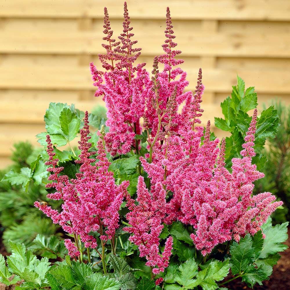 Astilbe Pumila Seeds for Planting