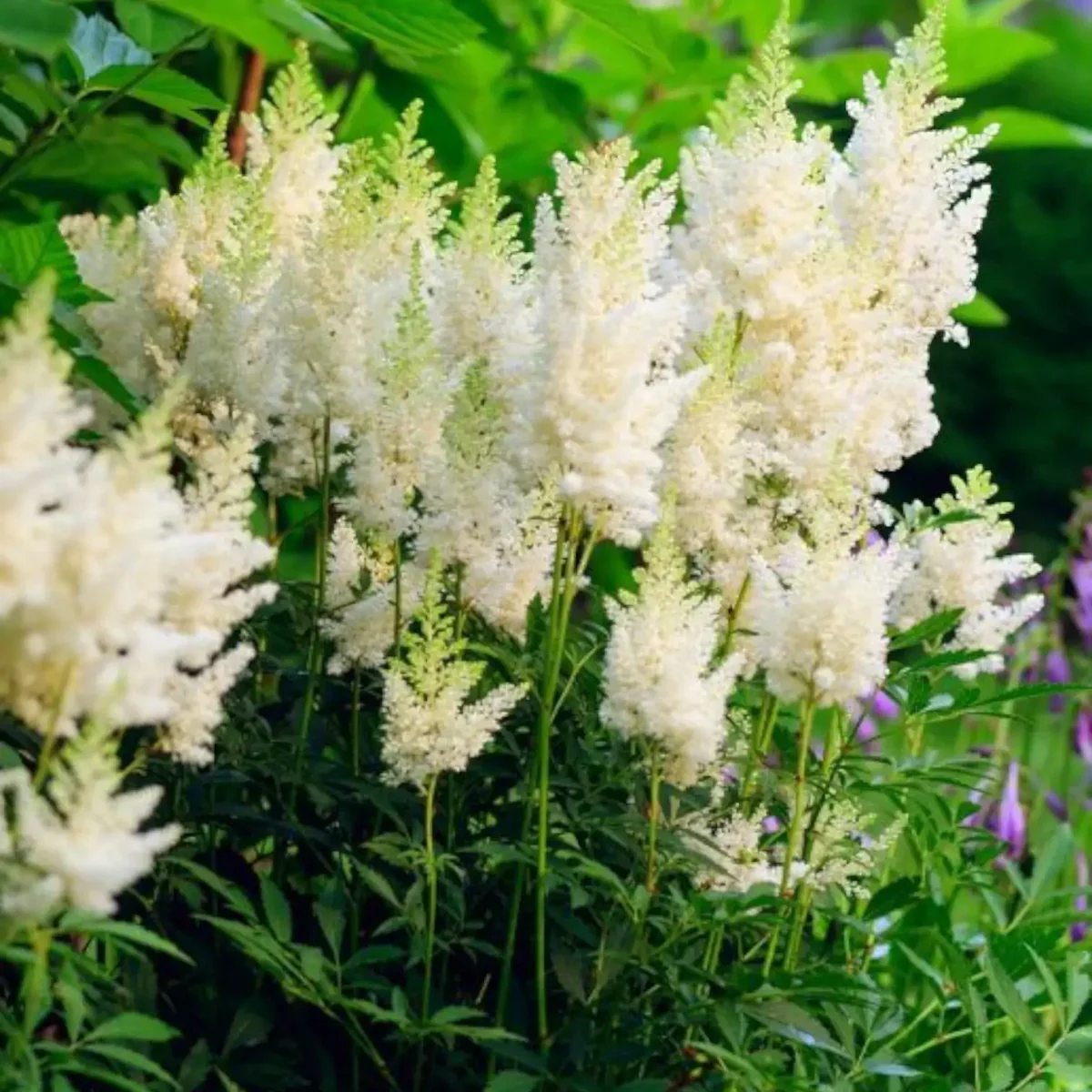 Astilbe Arendsii Flower seeds for Planting Pollinator Friendly Heirloom & GMO Free Seeds for Home Garden