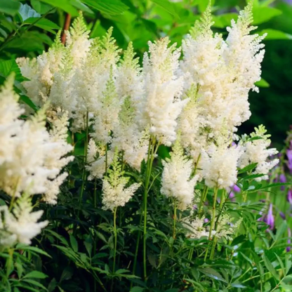 Astilbe Arendsii Flower seeds for Planting Pollinator Friendly Heirloom & GMO Free Seeds for Home Garden
