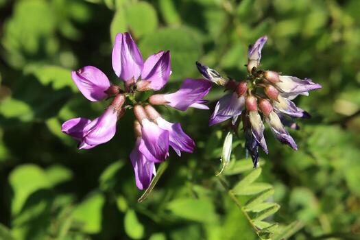 Premium Purple Astragalus Flower seeds for Planting Drought Tolerant, Heirloom & GMO Free Seeds for Home Garden seeds