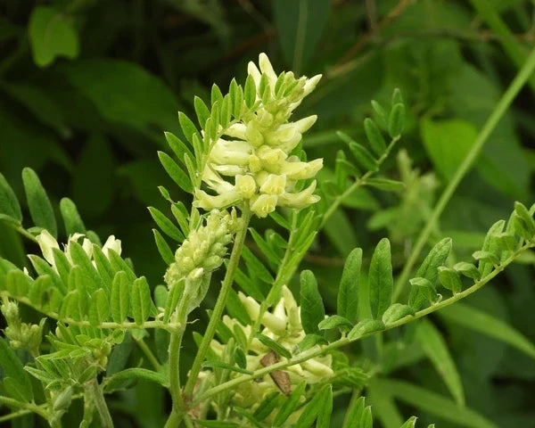 Yellow Astragalus Flower seeds for Planting Cut Flower Favorite, Heirloom & GMO Free Seeds for Home Garden vegetable and garden seeds