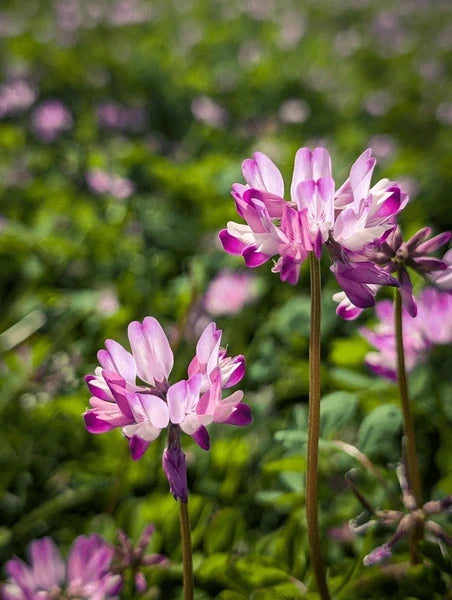 Astragalus Flower seeds for Planting Fragrant Blossoms, Heirloom & GMO Free Seeds for Home Garden vegetable and garden seeds