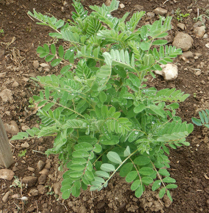 Astragalus Membranaceus Seeds Germinating in Soil