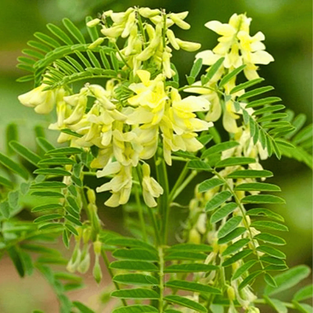Premium Yellow Astragalus Flower seeds for Planting Cut Flower Favorite, Heirloom & GMO Free Seeds for Home Garden seeds