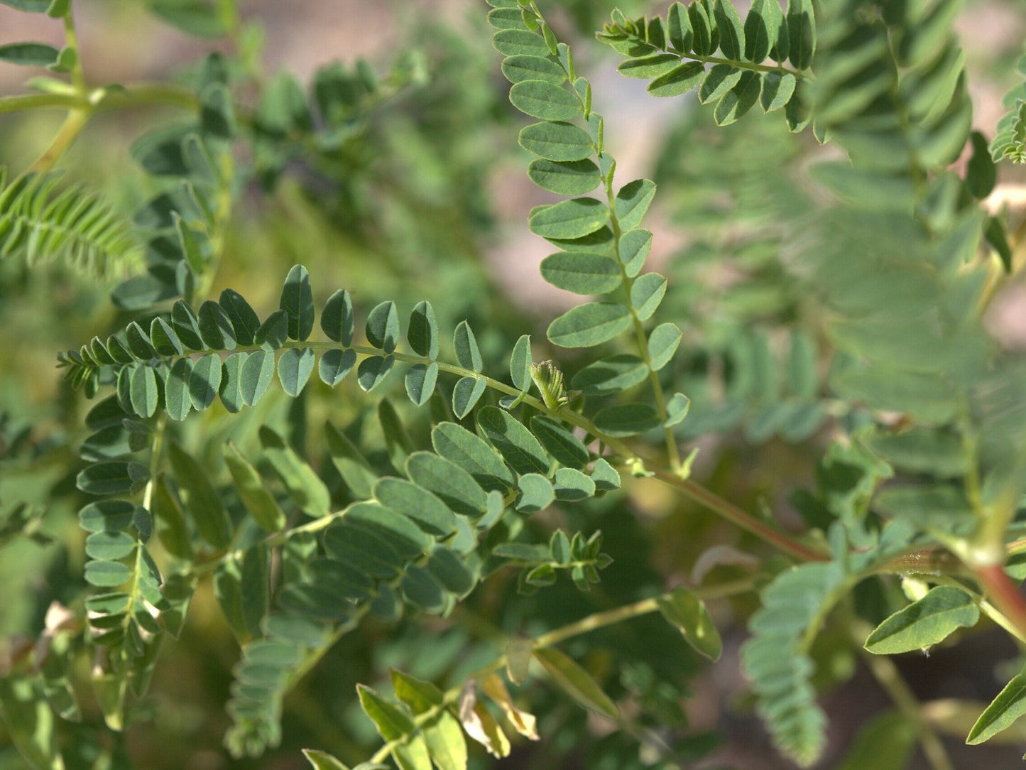 Young Astragalus Seedlings Growing in Sunlight