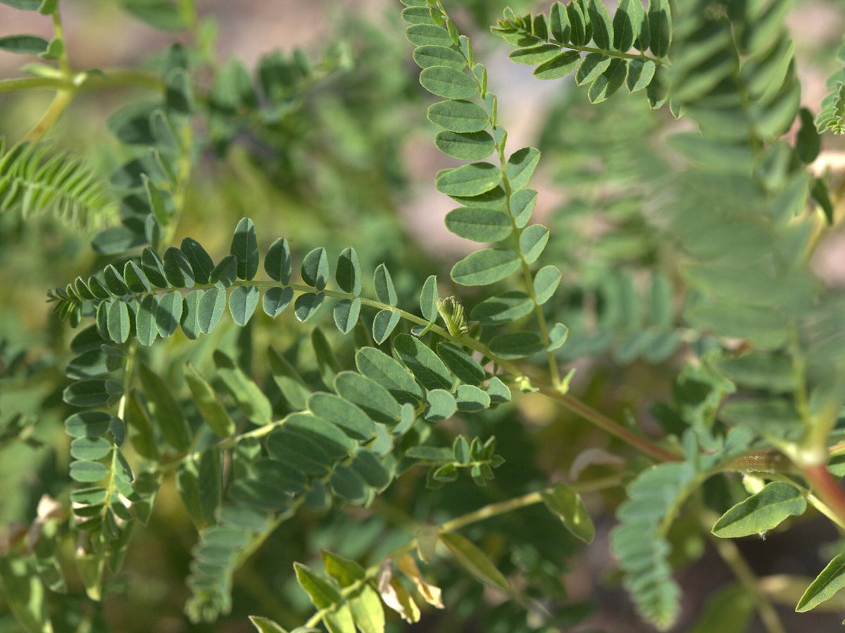 Young Astragalus Seedlings Growing in Sunlight