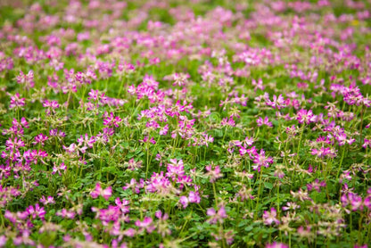 Astragalus Sinicus Flower seeds for Planting Vibrant Colors Heirloom & GMO Free Seeds for Home Garden