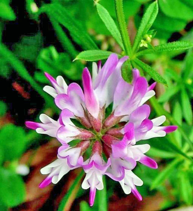 High quality Pink Astragalus Sinicus Flower seeds for Planting Wildflower Mix, Heirloom & GMO Free Seeds for Home Garden seeds pack