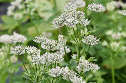 Astrantia Major Flower seeds for Planting Easy to Grow Heirloom & GMO Free Seeds for Home Garden