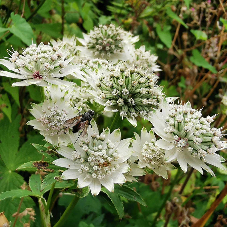 High quality Mixed Astrantia Flower seeds for Planting Shade Tolerant, Heirloom & GMO Free Seeds for Home Garden seeds pack