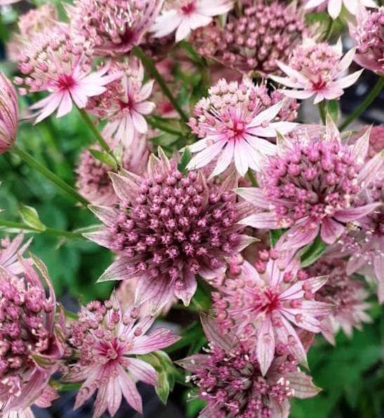 Premium Pink Astrantia Flower seeds for Planting Premium Quality, Heirloom & GMO Free Seeds for Home Garden seeds