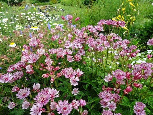 Pink Astrantia Flower seeds for Planting Premium Quality, Heirloom & GMO Free Seeds for Home Garden vegetable and garden seeds