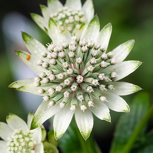 Premium White Astrantia Flower seeds for Planting Sun Loving, Heirloom & GMO Free Seeds for Home Garden seeds