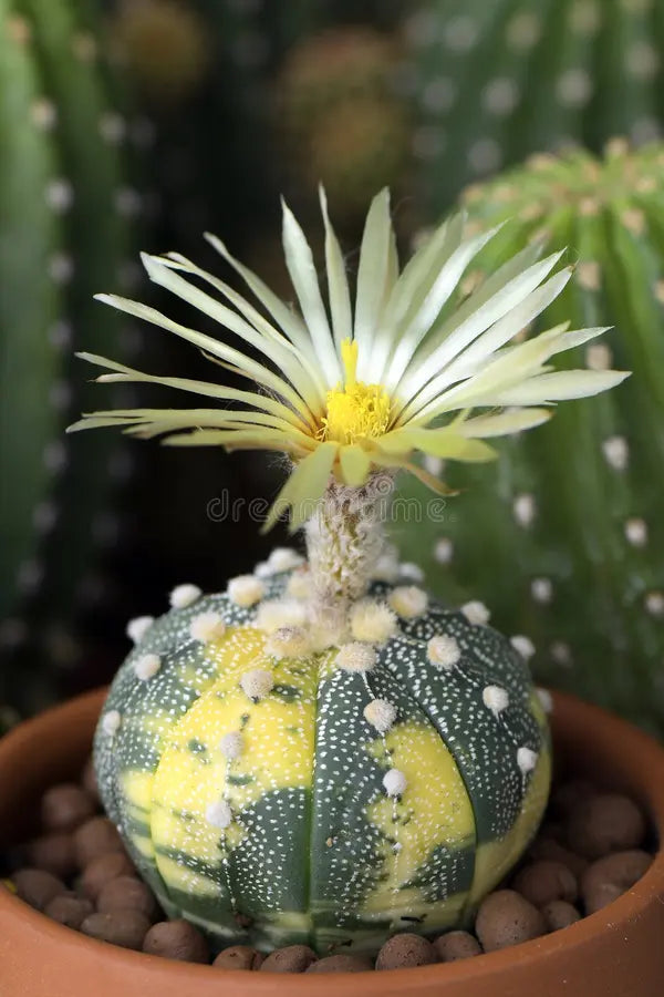 Astrophytum Flower seeds for Planting Cottage Garden Essential Heirloom & GMO Free Seeds for Home Garden