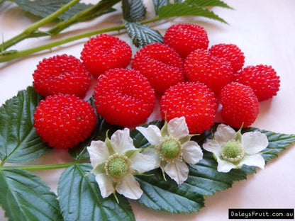 Atherton raspberry seeds red berry tropical fruit shrub