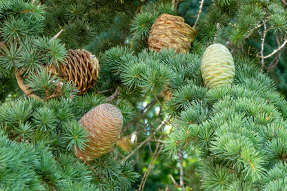 Cedrus Deodara Tree Seeds for Planting - Cut Flower Favorite, Heirloom & GMO Free Seeds for Home Garden