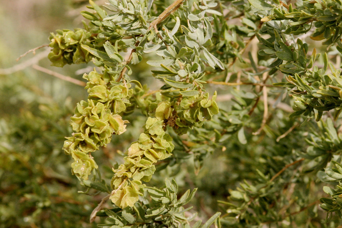 Saltbush Atriplex Canescens Planting Seeds for Tough Gardens