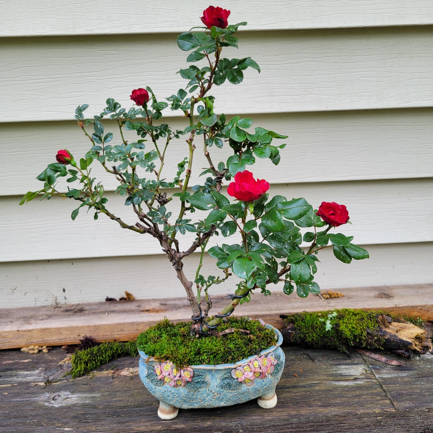 Bonsai Rose Flower seeds for Planting Hardy Variety Heirloom & GMO Free Seeds for Home Garden