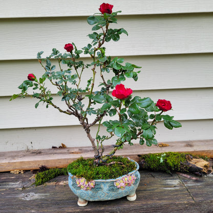 Bonsai Rose Flower seeds for Planting Hardy Variety Heirloom & GMO Free Seeds for Home Garden