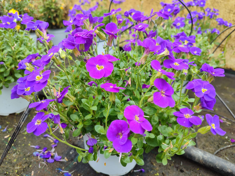 High quality Aubrieta Violet Flower seeds for Planting Shade Tolerant, Heirloom & GMO Free Seeds for Home Garden seeds pack