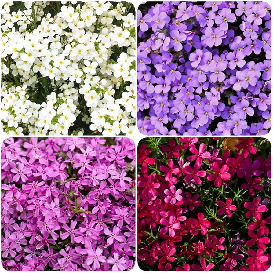 Aubrieta Cultorum Multi-Colour Flower Seeds for Planting