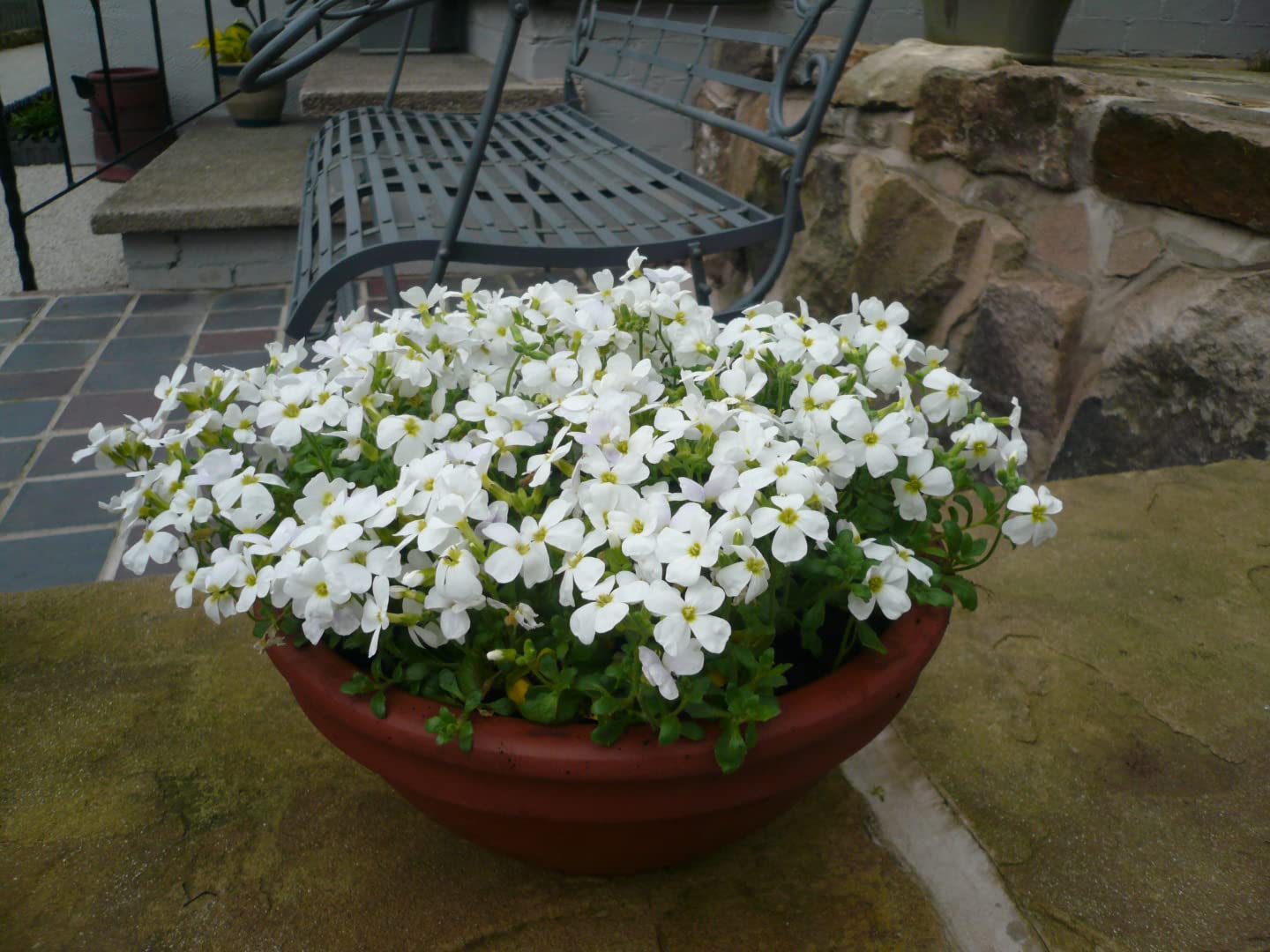Aubrieta Cultorum White Flower Seeds for Planting
