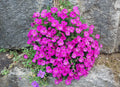 Pink Aubrieta Flower seeds for Planting Low Maintenance, Heirloom & GMO Free Seeds for Home Garden seeds for planting