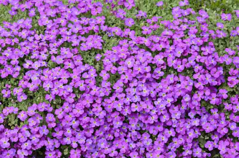 Premium Purple Cress Flower seeds for Planting Fragrant Blossoms, Heirloom & GMO Free Seeds for Home Garden seeds
